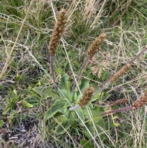 Plantago euryphylla at Kosciuszko National Park, NSW - 13 Mar 2022