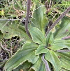 Plantago euryphylla at Kosciuszko National Park, NSW - 13 Mar 2022 10:32 AM