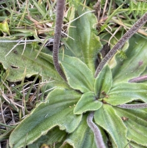 Plantago euryphylla at Kosciuszko National Park, NSW - 13 Mar 2022 10:32 AM