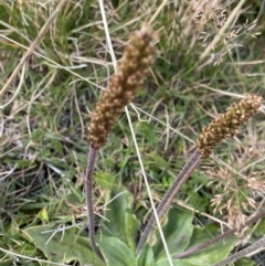 Plantago euryphylla at Kosciuszko National Park, NSW - 13 Mar 2022 10:32 AM