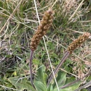 Plantago euryphylla at Kosciuszko National Park, NSW - 13 Mar 2022