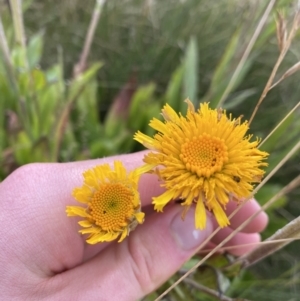 Podolepis robusta at Kosciuszko National Park, NSW - 13 Mar 2022