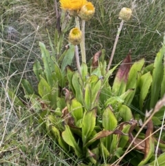 Podolepis robusta at Kosciuszko National Park, NSW - 13 Mar 2022