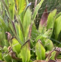 Podolepis robusta at Kosciuszko National Park, NSW - 13 Mar 2022