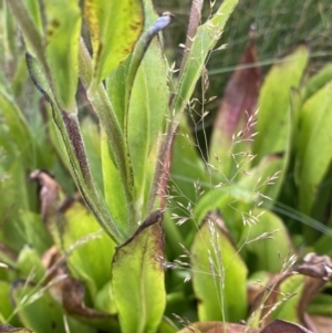 Podolepis robusta at Kosciuszko National Park, NSW - 13 Mar 2022 10:20 AM