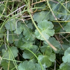 Azorella fragosea (Alpine Pennywort) at Kosciuszko National Park, NSW - 13 Mar 2022 by NedJohnston