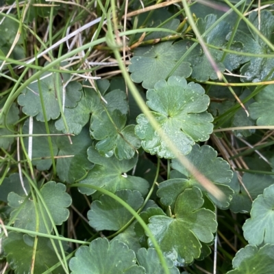 Schizeilema fragoseum (Alpine Pennywort) at Kosciuszko National Park, NSW - 12 Mar 2022 by Ned_Johnston