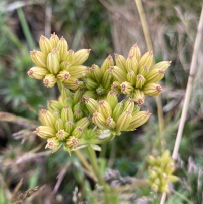 Aciphylla simplicifolia (Mountain Aciphyll) at Geehi, NSW - 13 Mar 2022 by NedJohnston