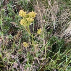 Aciphylla simplicifolia at Geehi, NSW - 13 Mar 2022