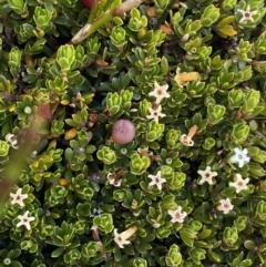 Pentachondra pumila (Carpet Heath) at Kosciuszko National Park, NSW - 12 Mar 2022 by Ned_Johnston