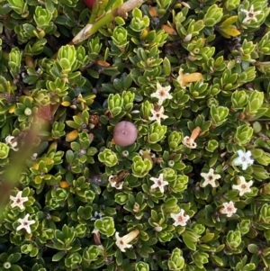 Pentachondra pumila at Kosciuszko National Park, NSW - 13 Mar 2022