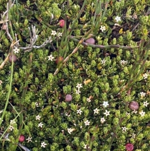 Pentachondra pumila at Kosciuszko National Park, NSW - 13 Mar 2022