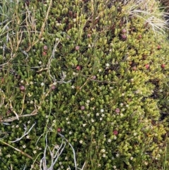 Pentachondra pumila at Kosciuszko National Park, NSW - 13 Mar 2022