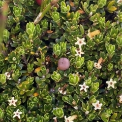 Pentachondra pumila at Kosciuszko National Park, NSW - 13 Mar 2022