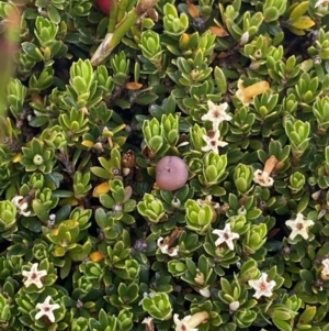 Pentachondra pumila at Kosciuszko National Park, NSW - 13 Mar 2022