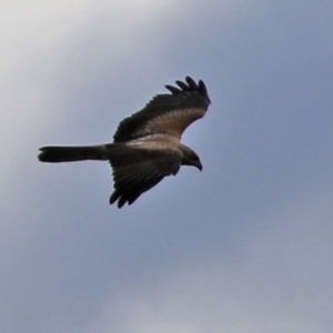 Haliastur sphenurus at Fyshwick, ACT - 25 Mar 2022