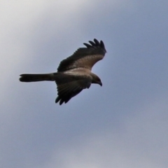 Haliastur sphenurus (Whistling Kite) at Jerrabomberra Wetlands - 25 Mar 2022 by RodDeb