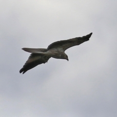 Haliastur sphenurus at Fyshwick, ACT - 25 Mar 2022