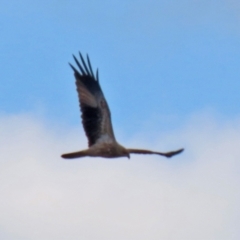 Haliastur sphenurus at Fyshwick, ACT - 25 Mar 2022