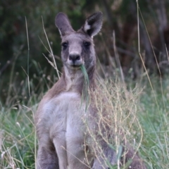 Macropus giganteus (Eastern Grey Kangaroo) at Fyshwick, ACT - 25 Mar 2022 by RodDeb