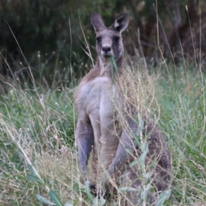 Macropus giganteus at Fyshwick, ACT - 25 Mar 2022 12:52 PM