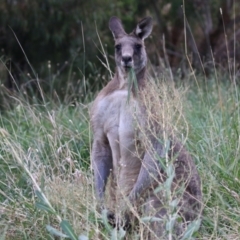 Macropus giganteus at Fyshwick, ACT - 25 Mar 2022 12:52 PM