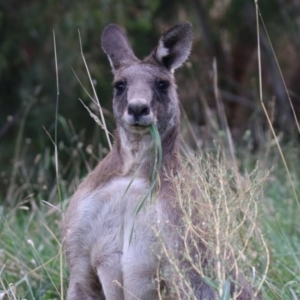 Macropus giganteus at Fyshwick, ACT - 25 Mar 2022 12:52 PM