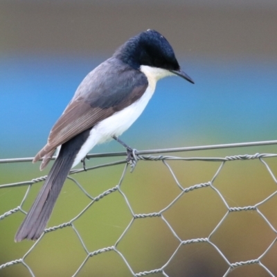 Myiagra inquieta (Restless Flycatcher) at Fyshwick, ACT - 25 Mar 2022 by RodDeb