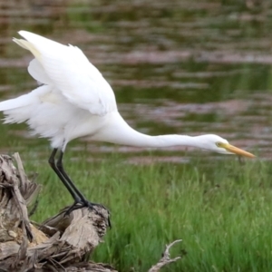 Ardea plumifera at Fyshwick, ACT - 25 Mar 2022