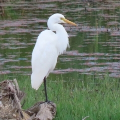 Ardea plumifera at Fyshwick, ACT - 25 Mar 2022