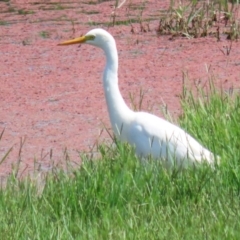 Ardea plumifera at Fyshwick, ACT - 25 Mar 2022