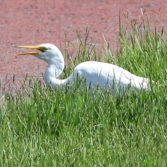 Ardea intermedia at Fyshwick, ACT - 25 Mar 2022