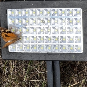 Heteronympha merope at Holt, ACT - suppressed