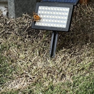 Heteronympha merope at Holt, ACT - suppressed