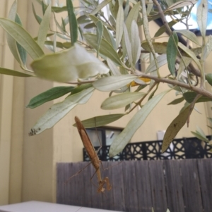 Tenodera australasiae at Gungahlin, ACT - 26 Mar 2022