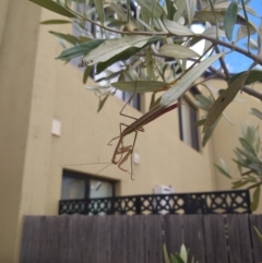 Tenodera australasiae at Gungahlin, ACT - 26 Mar 2022