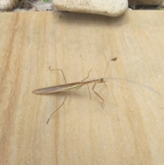 Tenodera australasiae at Gungahlin, ACT - 26 Mar 2022