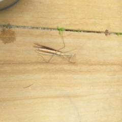 Tenodera australasiae at Gungahlin, ACT - 26 Mar 2022