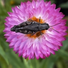 Phaulacridium vittatum (Wingless Grasshopper) at ANBG - 26 Mar 2022 by YellowButton