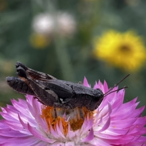 Phaulacridium vittatum at Acton, ACT - 26 Mar 2022