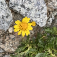 Scapisenecio pectinatus var. major (Alpine Groundsel) at Kosciuszko, NSW - 13 Mar 2022 by NedJohnston