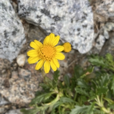 Scapisenecio pectinatus var. major (Alpine Groundsel) at Kosciuszko, NSW - 13 Mar 2022 by NedJohnston