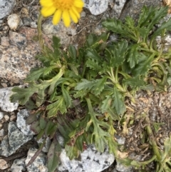 Scapisenecio pectinatus var. major at Kosciuszko, NSW - 13 Mar 2022