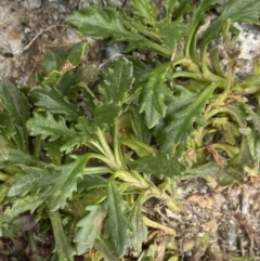 Scapisenecio pectinatus var. major at Kosciuszko, NSW - 13 Mar 2022