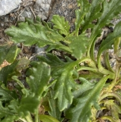 Scapisenecio pectinatus var. major at Kosciuszko, NSW - 13 Mar 2022