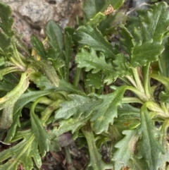 Scapisenecio pectinatus var. major at Kosciuszko, NSW - 13 Mar 2022