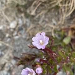 Epilobium sarmentaceum (Mountain Willow-herb) at Kosciuszko, NSW - 13 Mar 2022 by NedJohnston