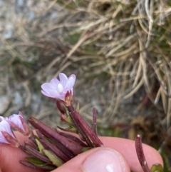 Epilobium sarmentaceum at Kosciuszko, NSW - 13 Mar 2022 01:08 PM