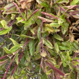 Epilobium sarmentaceum at Kosciuszko, NSW - 13 Mar 2022 01:08 PM