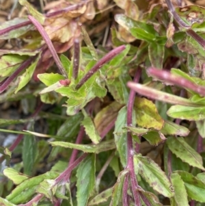 Epilobium sarmentaceum at Kosciuszko, NSW - 13 Mar 2022 01:08 PM